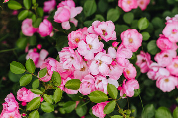 Beautiful flower pink rose, Angela blossoms in the garden. Photography of nature.