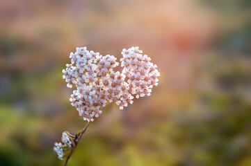 one yarrow blossom in a meadow