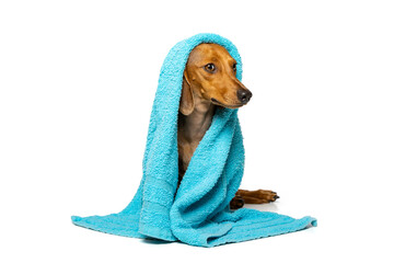 Small brown dachshund with a towel on his head on a white background