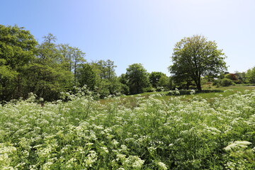 Nice view over a spring green field with white cow parsley flowers and trees.