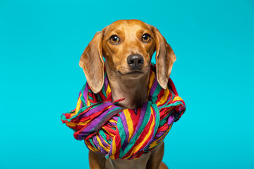 Small brown dachshund with a colored scarf on his neck on a blue background