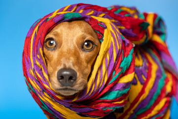 Small brown dachshund dog wrapped in a colorful scarf on a blue background.