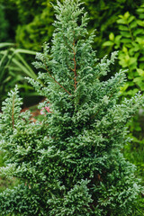 Tree, green bush Juniper Chamaecyparis pisifera Boulevard.