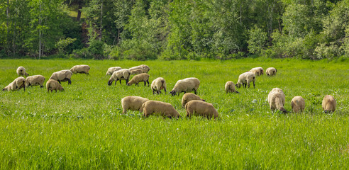 Obraz premium A group of sheep on a pasture stand next to each other. A small herd of Suffolk sheep with black face and legs
