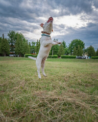 Jack Russell Terrier frolic jumping on the field.