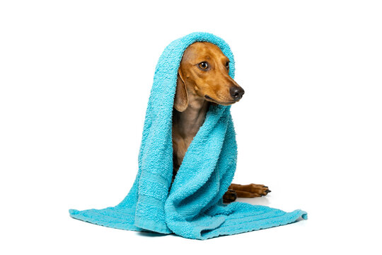 Small Brown Dachshund With A Towel On His Head On A White Background