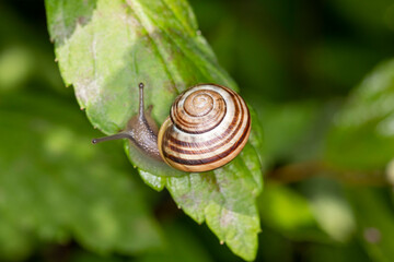 Kleine Schnecke mit Haus auf Blatt makro