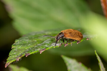 Gemeiner Wollkäfer makro auf Blatt