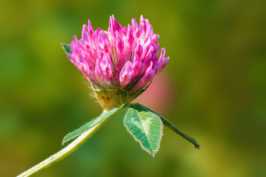 one clover blossom in a meadow