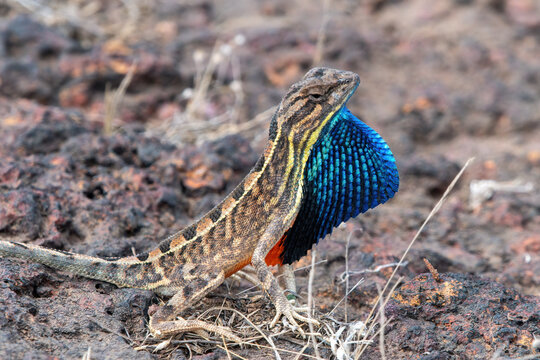 Sarada superba, the superb large fan-throated lizard, is a species of agamid lizard gives a superb display of dewlap in order to attract the female during the mating season
