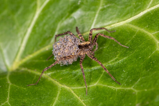 Wolfsspinne Pardosa amamtata Weibchen mit Nachwuchs