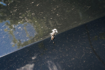 A large patch of white bird droppings on the hood of a black car.