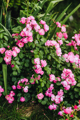 Beautiful flowers of pink roses, Angela bloom in the garden. Close-up photography of nature.