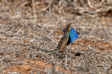 Sarada superba, the superb large fan-throated lizard, is a species of agamid lizard gives a superb display of dewlap in order to attract the female during the mating season