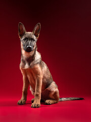little wolfhound on red background in studio
