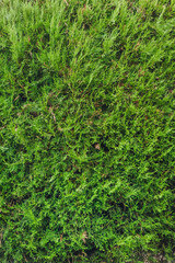 Beautiful background, texture of an evergreen, green thuja plant, cypress in the garden. Photography of nature.
