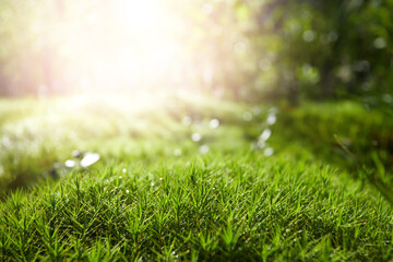 Young green grass. Green grass carpet. Top view.