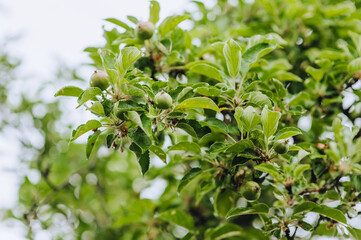 Green unripe small apples hang on a tree branch in the garden against the sky. Photography of nature, food.