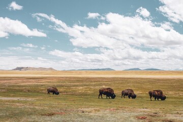 Bison in a Colorado Pasture