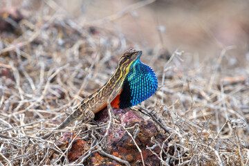 Sarada superba, the superb large fan-throated lizard, is a species of agamid lizard gives a superb...