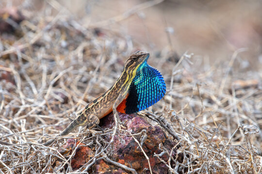 Sarada superba, the superb large fan-throated lizard, is a species of agamid lizard gives a superb display of dewlap in order to attract the female during the mating season