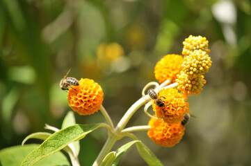 Orange Butterfly Bush