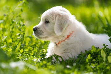 beautiful white golden retriever puppy outside on the grass
