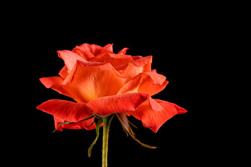 Macro detail of an orange color rose isolated on black