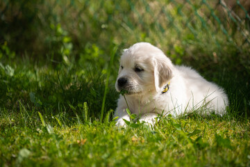 beautiful white golden retriever puppy outside on the grass