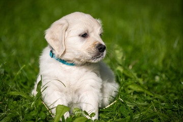beautiful white golden retriever puppy outside on the grass