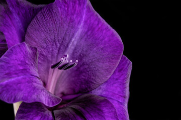 Macro detail of the flowers of a purple gladiolus isolated on black