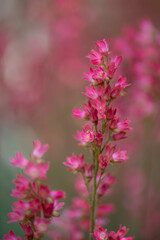 pink flowers in garden