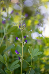 flowers in the garden
