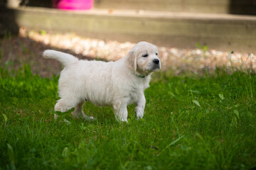 beautiful white golden retriever puppy outside on the grass