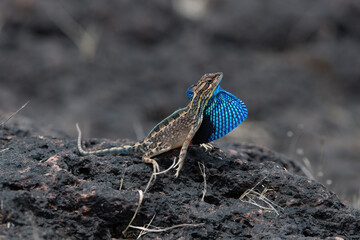 Sarada superba, the superb large fan-throated lizard, is a species of agamid lizard gives a superb display of dewlap in order to attract the female during the mating season