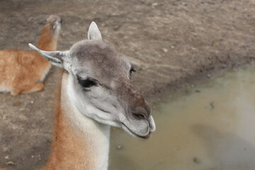 white deer