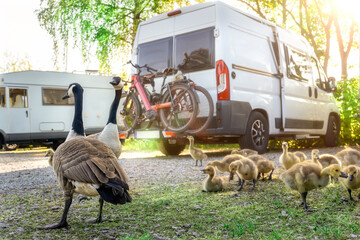 With the camper in spring on a parking lot in Germany. At sunrise a duck family with chicks comes...
