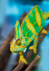 Beautiful Chameleon closeup isolated on white background. Multicolor beautiful reptile chameleon with colorful bright skin. The concept of disguise and bright skins. Exotic tropical animal. © Vera