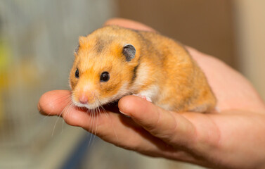 Hamster in the hands of a man close-up on a gray background. Smiling animal, happy pet. Laughter and smile.