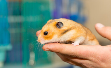 Hamster in the hands of a man close-up on a gray background. Smiling animal, happy pet. Laughter and smile.