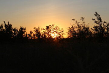 Fototapeta premium sunset in the field