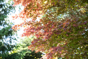 Fototapeta premium sunlight through the trees