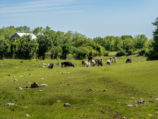 Fototapeta premium cows in the field