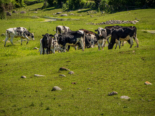 Fototapeta premium cows in a field