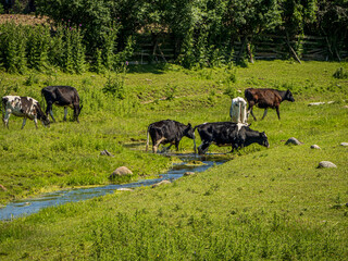 cows grazing in a field