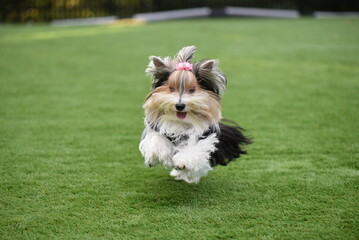 Cute playful adult Biewer Yorkshire Terrier running on a sunny day outside on artificial green turf.