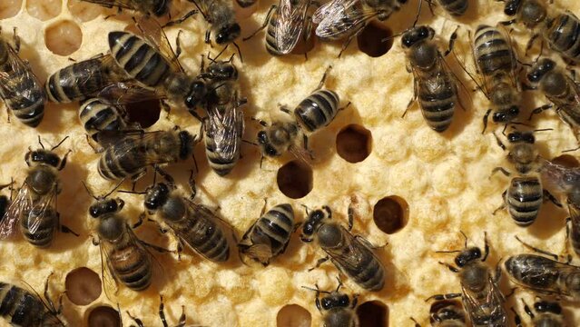 Life and reproduction of bees
Bees take care of larvae, their new generation.
