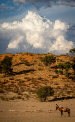 Single springbok walking on red sand in Kalahari desert in evening sun.