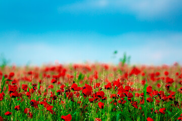 Spring, Field of poppy flowers against the blue sky with clouds. The concept of freshness of morning nature. Spring landscape of wildflowers. Beautiful landscape long banner.