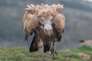 vautour fauve